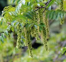 Attēlu rezultāti vaicājumam “Pterocarya fraxinifolia leaf”