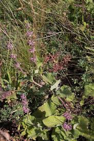Attēlu rezultāti vaicājumam “Salvia verticillata leaf”