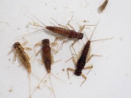 Attēlu rezultāti vaicājumam “Dicyphus nymph”