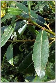 Attēlu rezultāti vaicājumam “Salix triandra”