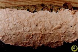 Attēlu rezultāti vaicājumam “Corticium roseum”