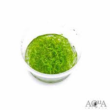 Attēlu rezultāti vaicājumam “Riccia fluitans”