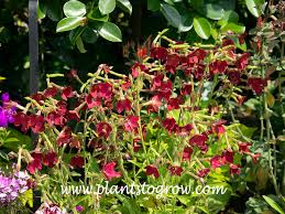 Image result for Nicotiana x sanderae