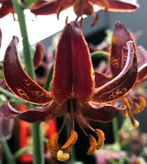 Attēlu rezultāti vaicājumam “Lilium martagon flower”