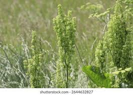 Attēlu rezultāti vaicājumam “Rumex confertus”