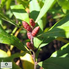 Attēlu rezultāti vaicājumam “Myrica gale fruit”