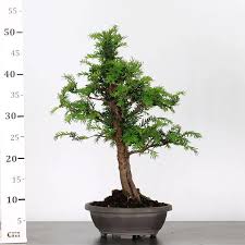 Attēlu rezultāti vaicājumam “Taxus baccata bud”