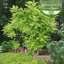 Attēlu rezultāti vaicājumam “Juglans mandshurica”