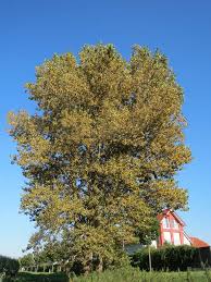 Attēlu rezultāti vaicājumam “Populus x jackii”