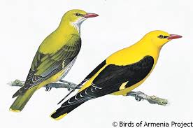 Attēlu rezultāti vaicājumam “Oriolus oriolus male”