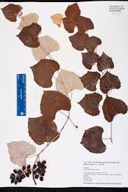 Attēlu rezultāti vaicājumam “Vitaceae”