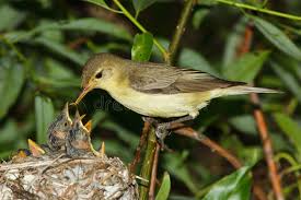 Attēlu rezultāti vaicājumam “Hippolais icterina adult”