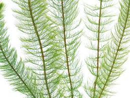 Attēlu rezultāti vaicājumam “Myriophyllum alterniflorum leaf”