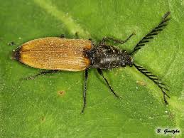 Attēlu rezultāti vaicājumam “Anostirus castaneus”