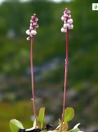 Attēlu rezultāti vaicājumam “Pyrola minor bud”
