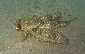 Image result for Dactylopterus volitans