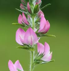 Attēlu rezultāti vaicājumam “Ononis arvensis”