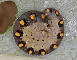 Attēlu rezultāti vaicājumam “Tenthredo mandibularis”