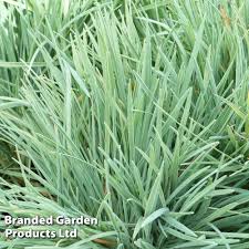 Attēlu rezultāti vaicājumam “Koeleria glauca flower”