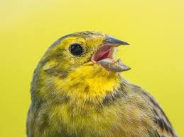 Attēlu rezultāti vaicājumam “Emberiza citrinella”