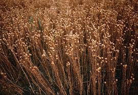 Image result for Linum usitatissimum