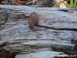 Attēlu rezultāti vaicājumam “Physarum auriscalpium”