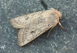 Attēlu rezultāti vaicājumam “Orthosia gracilis”