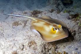 Image result for Hypanus longus