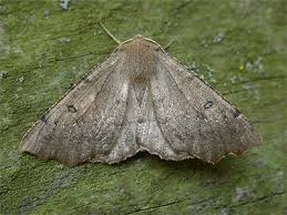 Attēlu rezultāti vaicājumam “Odontopera bidentata”