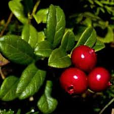 Attēlu rezultāti vaicājumam “Vaccinium vitis-idaea”