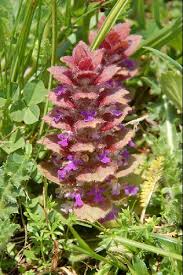 Attēlu rezultāti vaicājumam “Ajuga pyramidalis”