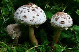 Attēlu rezultāti vaicājumam “Macrolepiota rhacodes”