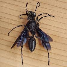 Attēlu rezultāti vaicājumam “Pompilidae”