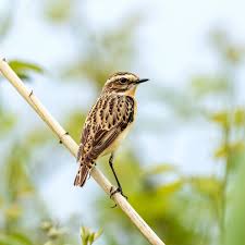 Attēlu rezultāti vaicājumam “Saxicola rubetra”