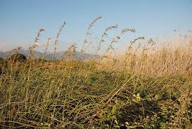 Attēlu rezultāti vaicājumam “Cladium mariscus”