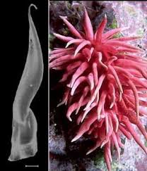 Image result for rosa aquatica