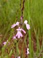 <b>Orobanchaceae</b> - Wikipedia, the free encyclopedia
