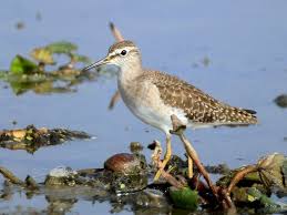 Attēlu rezultāti vaicājumam “Tringa glareola adult”