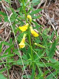 Attēlu rezultāti vaicājumam “Lathyrus pratensis fruit”