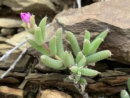 Attēlu rezultāti vaicājumam “Trichiaceae, Hemitrichiaceae, Arcyriaceae”