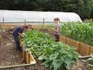 File:Raised vegetable beds for disabled access - geograph.org.uk