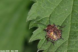 Attēlu rezultāti vaicājumam “Pentatoma rufipes”