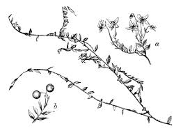 Attēlu rezultāti vaicājumam “Oxycoccus palustris”