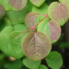 Attēlu rezultāti vaicājumam “Cercidiphyllum japonicum fruit”