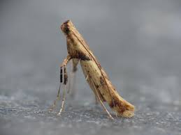 Attēlu rezultāti vaicājumam “Caloptilia hemidactylella”