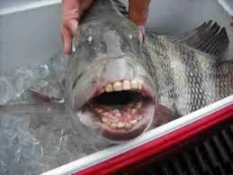 Image result for Archosargus probatocephalus