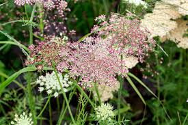 Attēlu rezultāti vaicājumam “Daucus sativus flower”