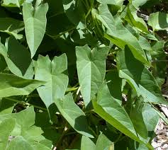 Attēlu rezultāti vaicājumam “Calystegia sepium fruit”