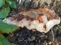 Attēlu rezultāti vaicājumam “Abortiporus biennis”