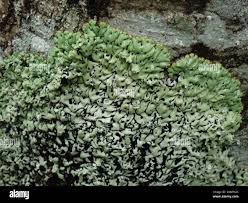 Attēlu rezultāti vaicājumam “Menegazzia terebrata”